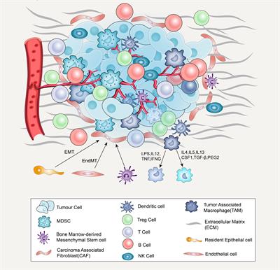 Potential Strategies to Improve the Effectiveness of Drug Therapy by Changing Factors Related to Tumor Microenvironment